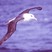Black-browed Albatross
